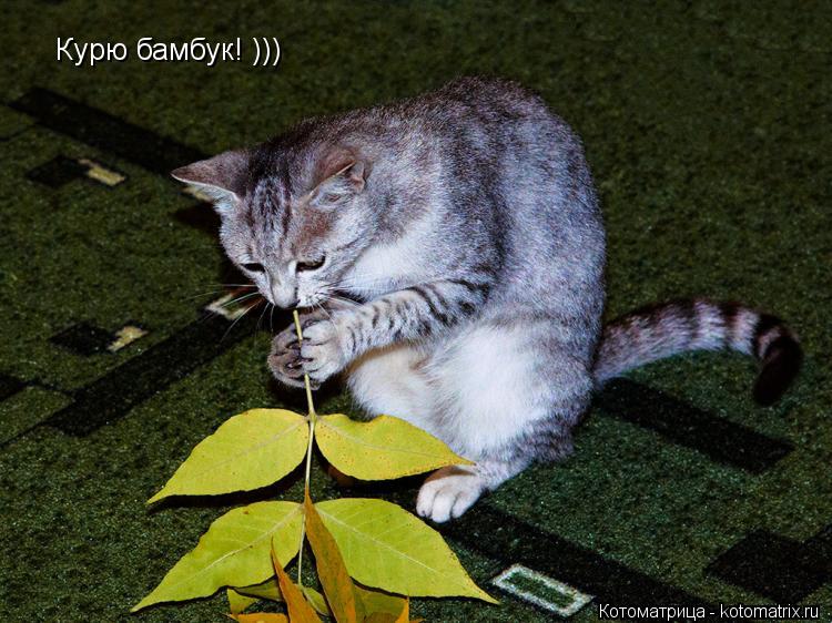 Курю бамбук! )))... Котоматрица: Курю бамбук! )))