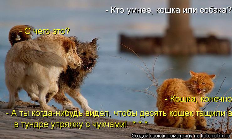 - Кто умнее, кошка или собака? - Кошка, конечно! - С чего это? - А ты когда-нибудь видел, чтобы десят... Котоматрица: - Кто умнее, кошка или собака? - Кошка, конечно! - С чего это? - А ты когда-нибудь видел, чтобы десять кошек тащили в тундре упряжку с чукчами! * * *
