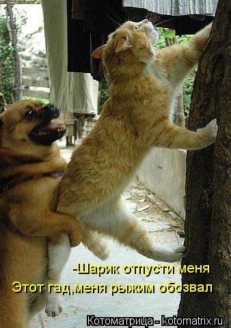 -Шарик отпусти меня Этот гад,меня рыжим обозвал... Котоматрица: -Шарик отпусти меня Этот гад,меня рыжим обозвал