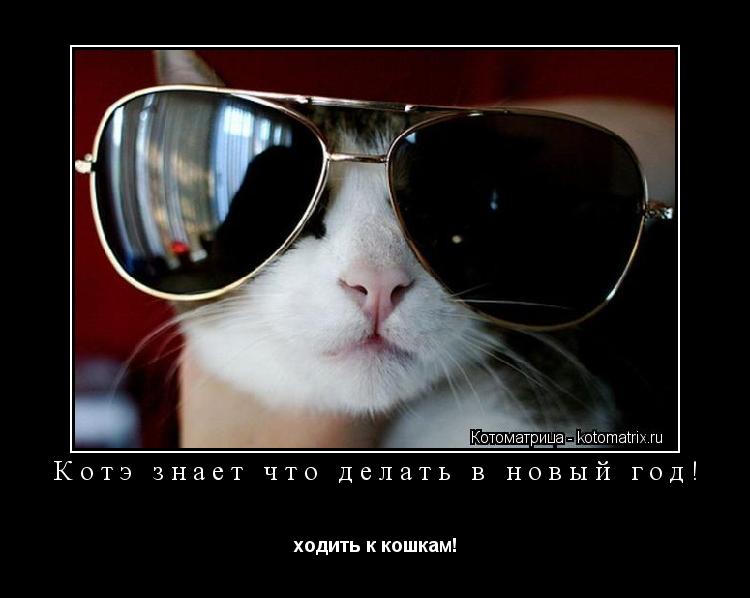 Котоматрица: Котэ знает что делать в новый год! ходить к кошкам!