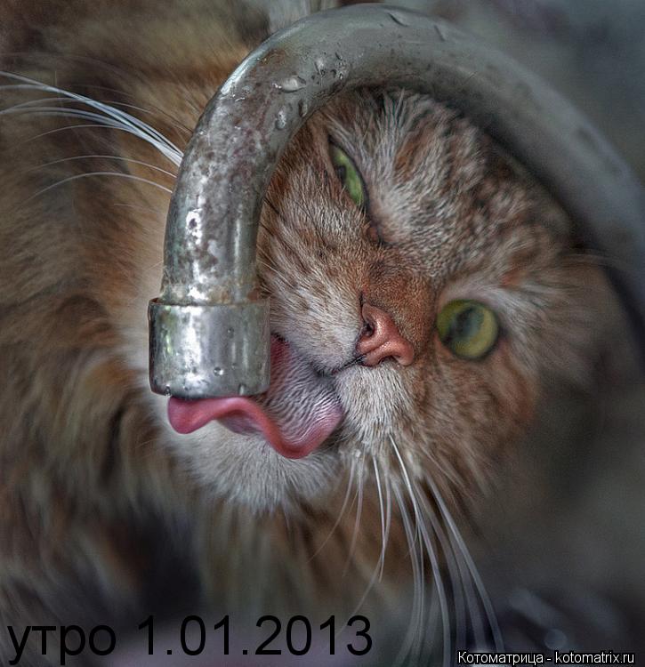 Котоматрица: утро 1.01.2013