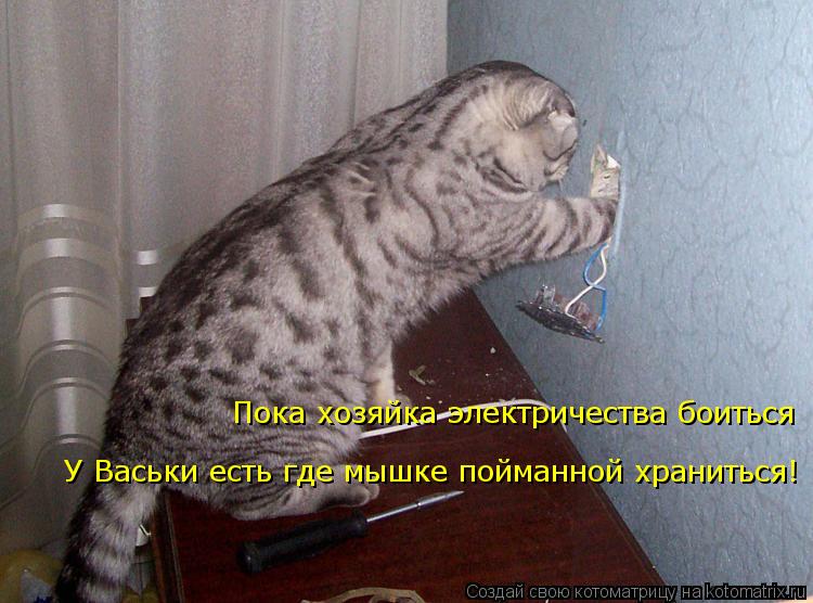 Котоматрица: Пока хозяйка электричества боиться У Васьки есть где мышке пойманной храниться!