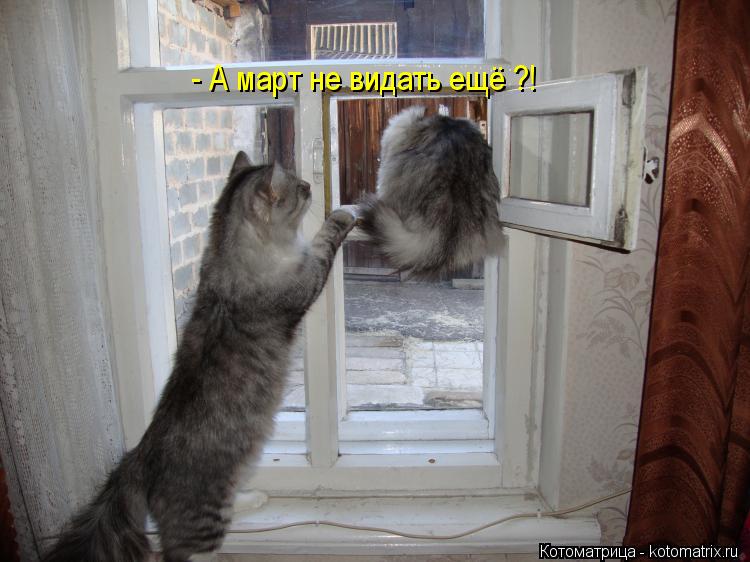 Котоматрица: - А март не видать ещё ?!