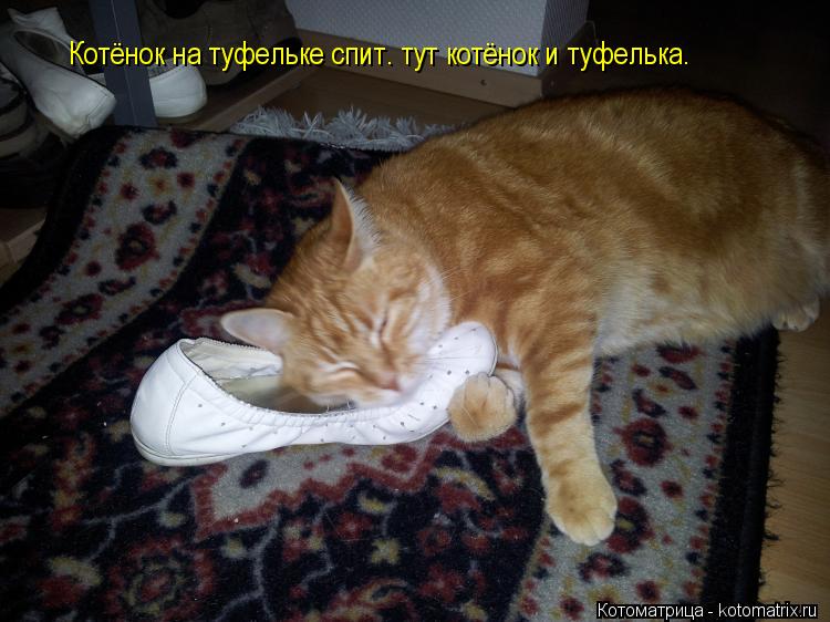 Котоматрица: Котёнок на туфельке спит. тут котёнок и туфелька.