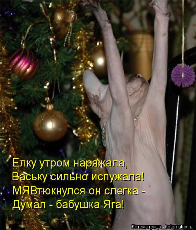 Елку утром наряжала, Ваську сильно испужала! МЯВтюкнулся он слегка - Думал - бабушка Яга!... Котоматрица: Елку утром наряжала, Ваську сильно испужала! МЯВтюкнулся он слегка - Думал - бабушка Яга!