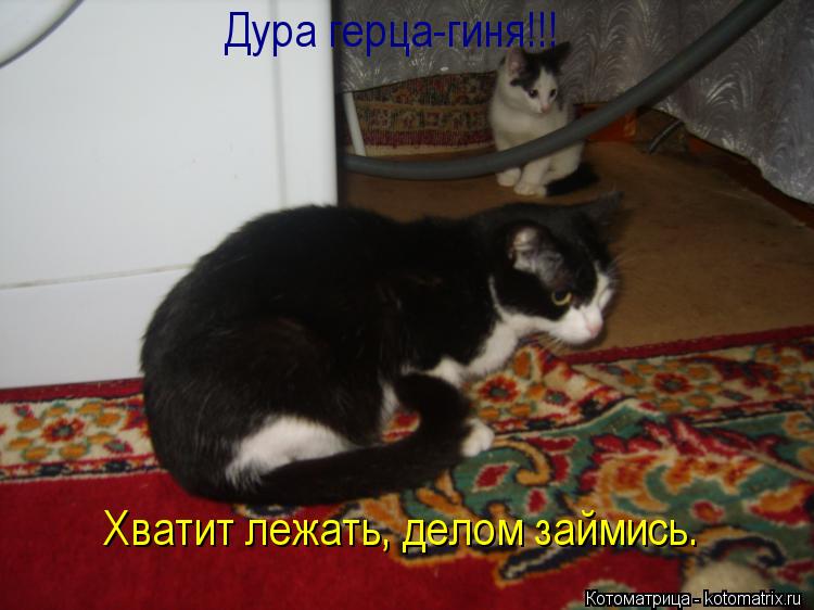 Котоматрица: Хватит лежать, делом займись. Дура герца-гиня!!!