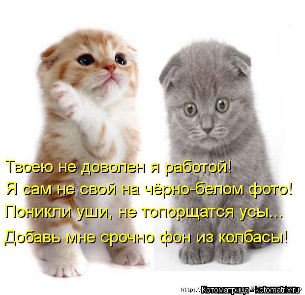 Твоею не доволен я работой! Я сам не свой на чёрно-белом фото! Поникли уши, не топорщатся усы... Д... Котоматрица: Твоею не доволен я работой! Я сам не свой на чёрно-белом фото! Поникли уши, не топорщатся усы... Добавь мне срочно фон из колбасы!