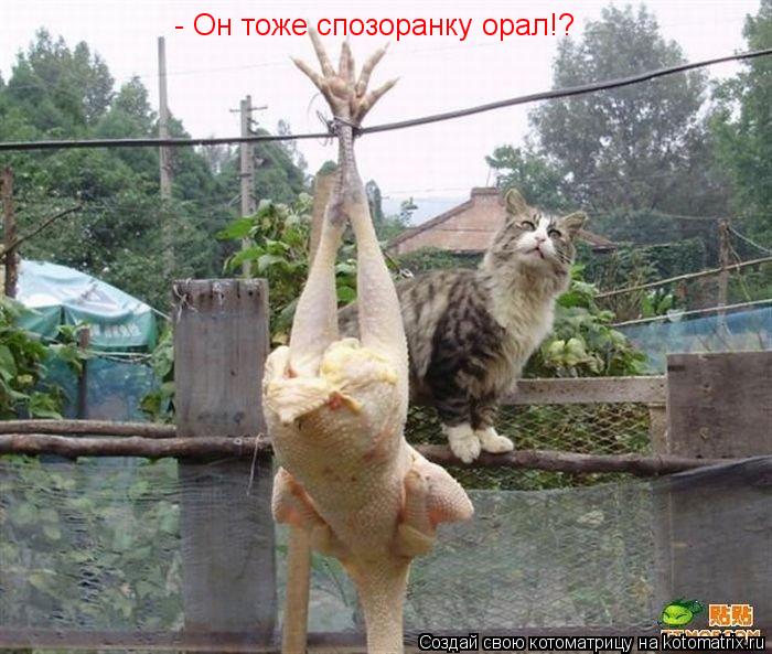 - Он тоже спозоранку орал!?... Котоматрица: - Он тоже спозоранку орал!?