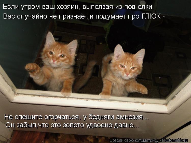Котоматрица: Если утром ваш хозяин, выползая из-под елки, Вас случайно не признает и подумает про ГЛЮК - Не спешите огорчаться: у бедняги амнезия... Он забы