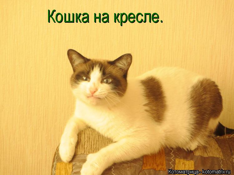Котоматрица: Кошка на кресле.
