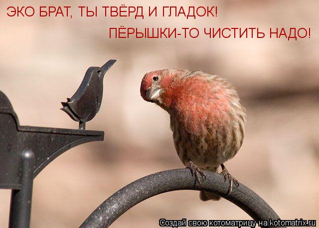 Котоматрица: ПЁРЫШКИ-ТО ЧИСТИТЬ НАДО! ЭКО БРАТ, ТЫ ТВЁРД И ГЛАДОК!