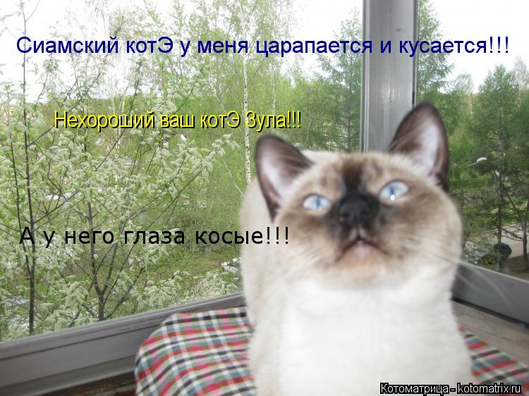 Котоматрица: Сиамский котЭ у меня царапается и кусается!!! Нехороший ваш котЭ Зула!!! А у него глаза косые!!!