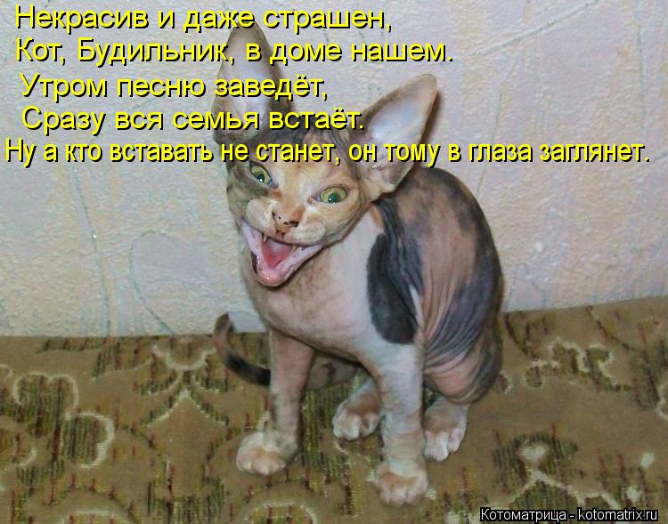 Некрасив и даже страшен, Кот, Будильник, в доме нашем. Утром песню заведёт, Сразу вся семья встаёт. Н... Котоматрица: Некрасив и даже страшен, Кот, Будильник, в доме нашем. Утром песню заведёт, Сразу вся семья встаёт. Ну а кто вставать не станет, он тому в глаз