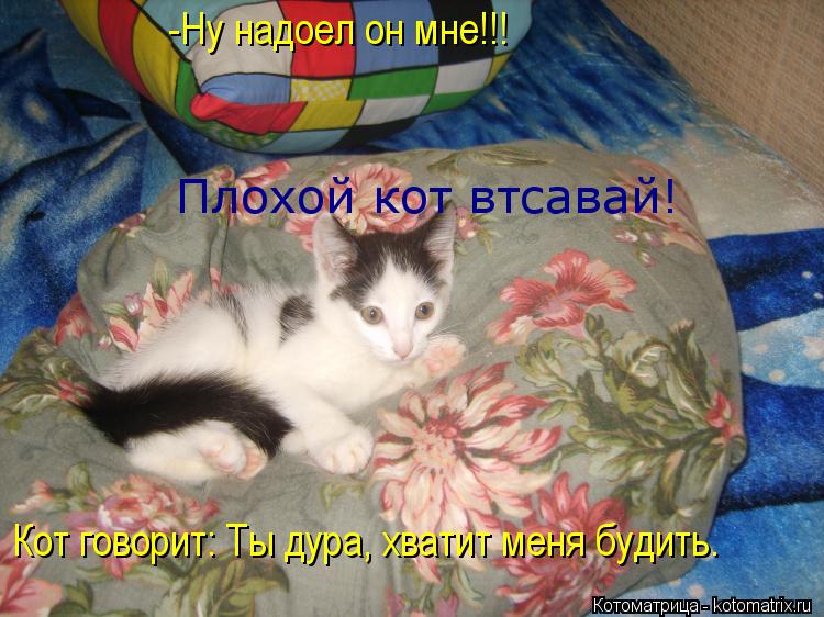 Котоматрица: -Ну надоел он мне!!! Плохой кот втсавай! Кот говорит: Ты дура, хватит меня будить.