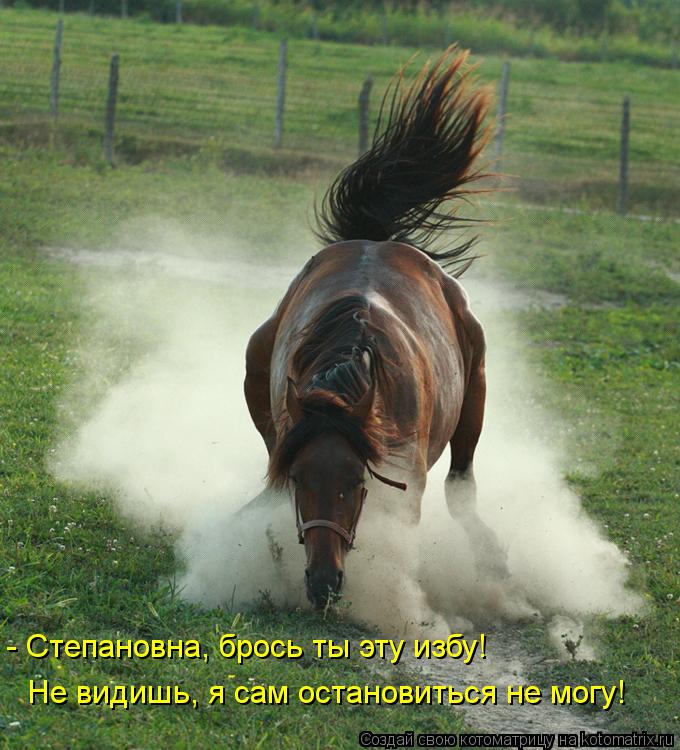 Котоматрица: - Степановна, брось ты эту избу! Не видишь, я сам остановиться не могу!
