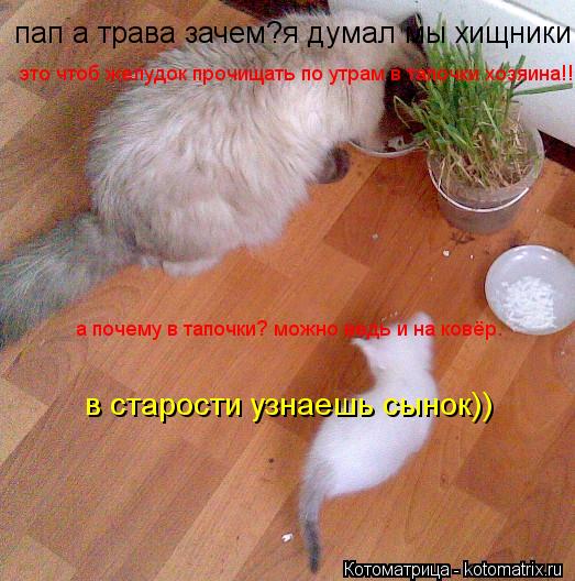 Котоматрица: пап а трава зачем?я думал мы хищники! это чтоб желудок прочищать по утрам в тапочки хозяина!!!!! а почему в тапочки? можно ведь и на ковёр. в ста