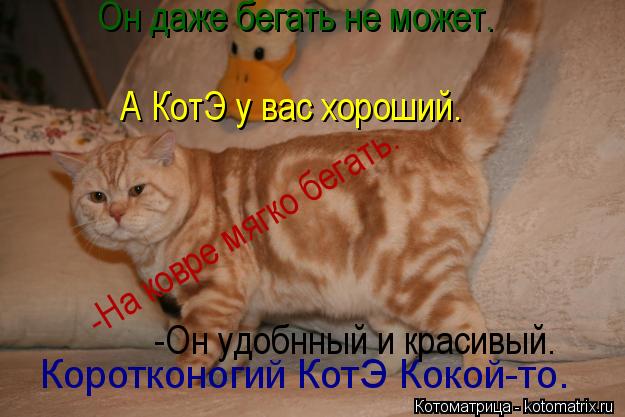 Котоматрица: Коротконогий КотЭ Кокой-то. Он даже бегать не может. А КотЭ у вас хороший. -На ковре мягко бегать. -Он удобнный и красивый.
