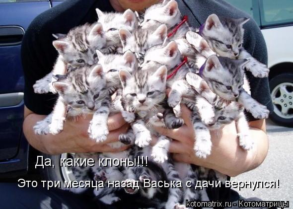 Да, какие клоны!!! Это три месяца назад Васька с дачи вернулся!... Котоматрица: Да, какие клоны!!! Это три месяца назад Васька с дачи вернулся!