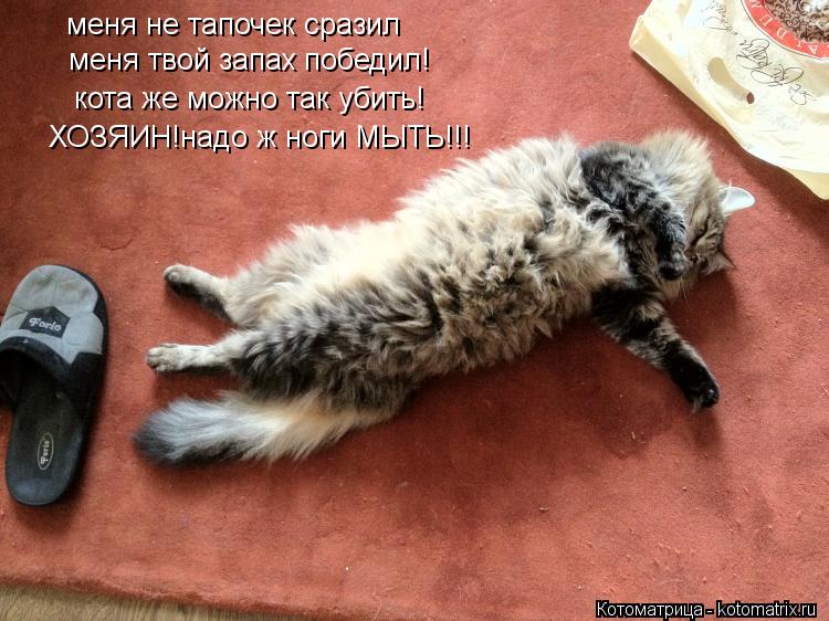 Котоматрица: меня не тапочек сразил меня твой запах победил! кота же можно так убить! ХОЗЯИН!надо ж ноги МЫТЬ!!!
