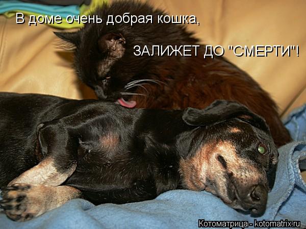 Котоматрица: В доме очень добрая кошка, ЗАЛИЖЕТ ДО "СМЕРТИ"!