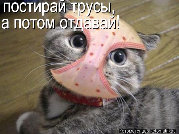 постирай трусы, а потом отдавай!... Котоматрица: постирай трусы, а потом отдавай!