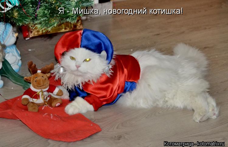 Котоматрица: Я - Мишка, новогодний котишка!