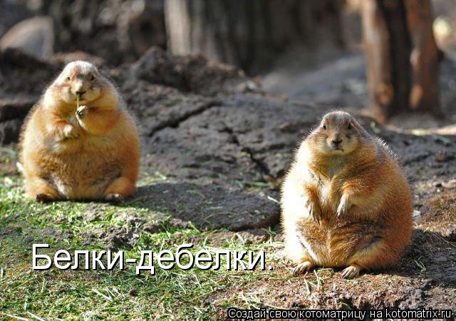 Белки-дебелки.... Котоматрица: Белки-дебелки.