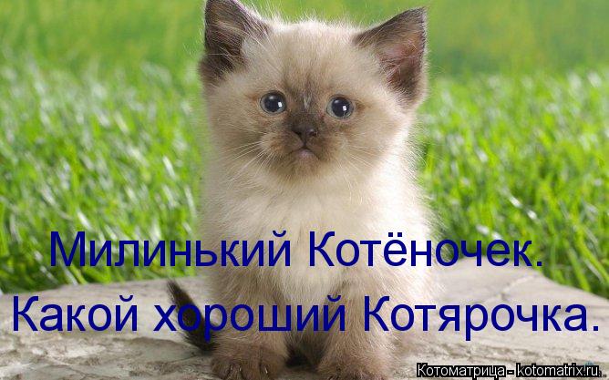 Котоматрица: Милинький Котёночек. Какой хороший Котярочка.