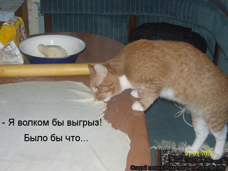 - Я волком бы выгрыз! Было бы что...... Котоматрица: - Я волком бы выгрыз! Было бы что...