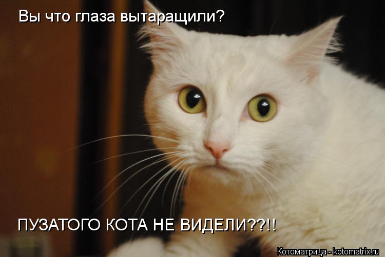 Вы что глаза вытаращили? ПУЗАТОГО КОТА НЕ ВИДЕЛИ??!!... Котоматрица: Вы что глаза вытаращили? ПУЗАТОГО КОТА НЕ ВИДЕЛИ??!!