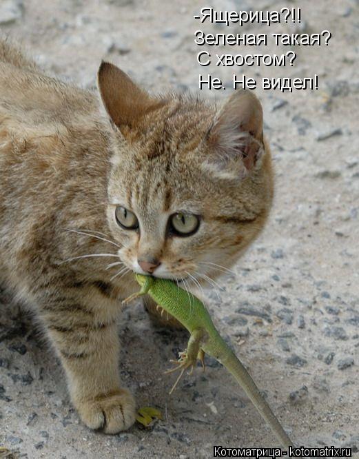 Котоматрица: -Ящерица?!! Зеленая такая? С хвостом? Не. Не видел!