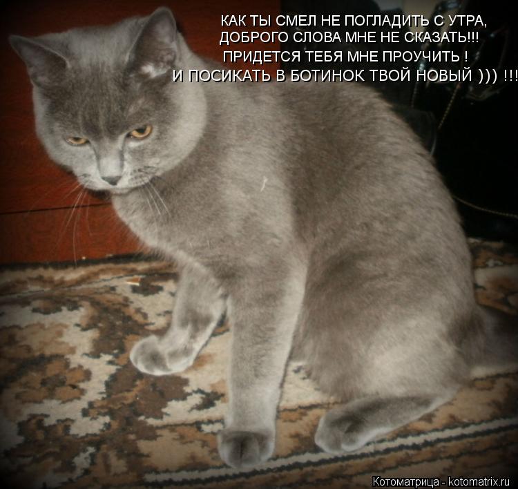 Котоматрица: КАК ТЫ СМЕЛ НЕ ПОГЛАДИТЬ С УТРА, ДОБРОГО СЛОВА МНЕ НЕ СКАЗАТЬ!!! ПРИДЕТСЯ ТЕБЯ МНЕ ПРОУЧИТЬ ! И ПОСИКАТЬ В БОТИНОК ТВОЙ НОВЫЙ ))) !!!