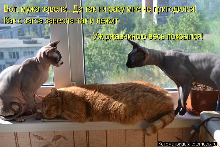 Вот, мужа завела...Да так ни разу мне не пригодился! Как с загса занесла-так и лежит... Уж ржавчиною ... Котоматрица: Вот, мужа завела...Да так ни разу мне не пригодился! Как с загса занесла-так и лежит... Уж ржавчиною весь покрылся!