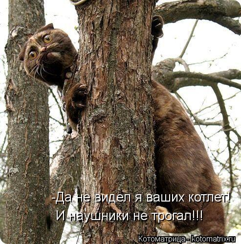 Котоматрица: -Да не видел я ваших котлет! И наушники не трогал!!!