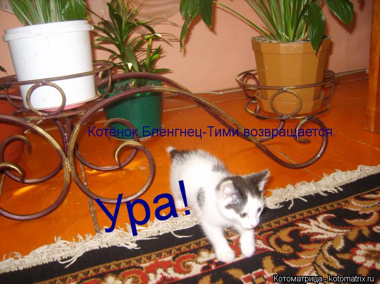 Котоматрица: Котёнок Бленгнец-Тими возвращается. Ура!