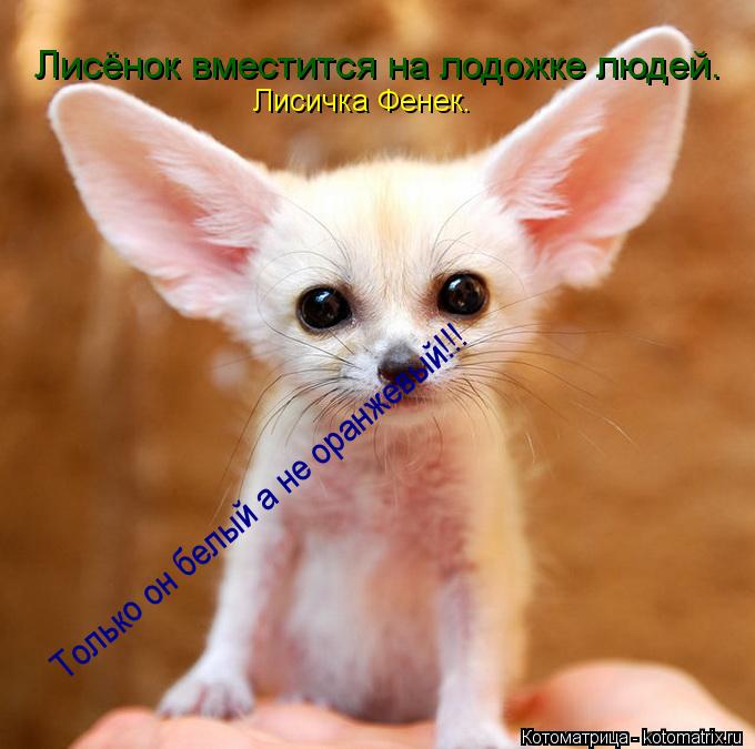 Котоматрица: Лисёнок вместится на лодожке людей. Только он белый а не оранжевый!!! Лисичка Фенек.