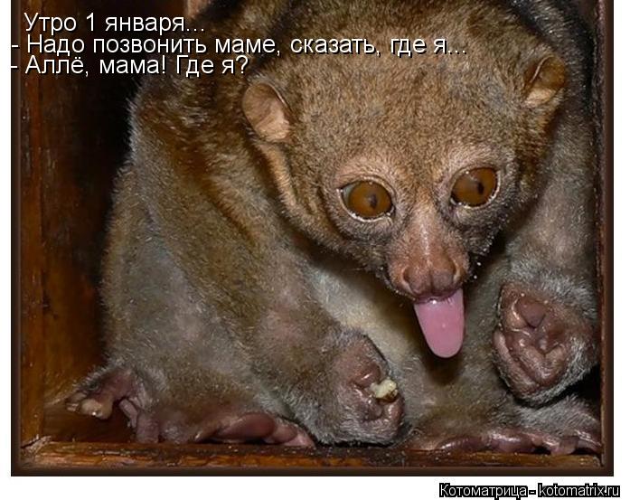 Котоматрица: Утро 1 января... - Надо позвонить маме, сказать, где я... - Аллё, мама! Где я?