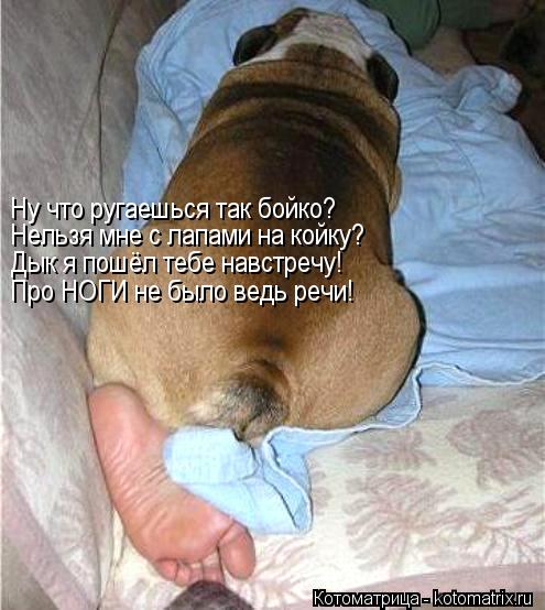 Ну что ругаешься так бойко? Нельзя мне с лапами на койку? Дык я пошёл тебе навстречу! Про НОГИ не был... Котоматрица: Ну что ругаешься так бойко? Нельзя мне с лапами на койку? Дык я пошёл тебе навстречу! Про НОГИ не было ведь речи!