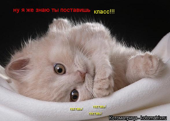 Котоматрица: ну я же знаю ты поставишь  класс!!!  поставь! поставь! поставь!