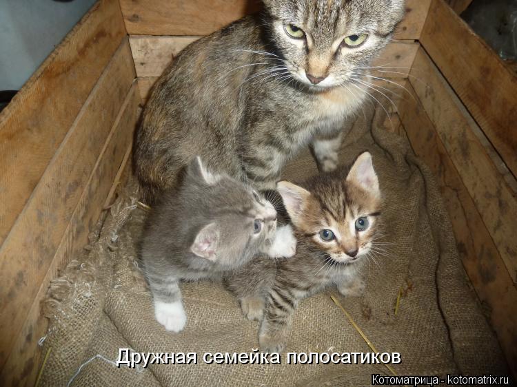 Котоматрица: Дружная семейка полосатиков