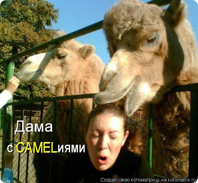 Котоматрица: Дама с CAMELиями CAMEL