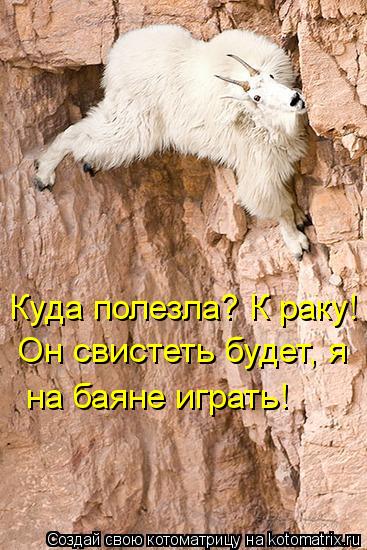 Котоматрица: Куда полезла? К раку!  Он свистеть будет, я на баяне играть!