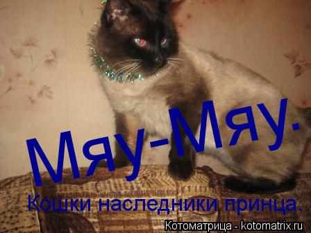 Котоматрица: Кошки наследники принца. Мяу-Мяу.