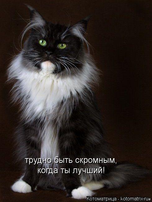 трудно быть скромным, когда ты лучший!... Котоматрица: трудно быть скромным, когда ты лучший!