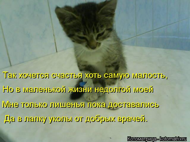Котоматрица: Так хочется счастья хоть самую малость, Но в маленькой жизни недолгой моей Мне только лишенья пока доставались Да в лапку уколы от добрых в