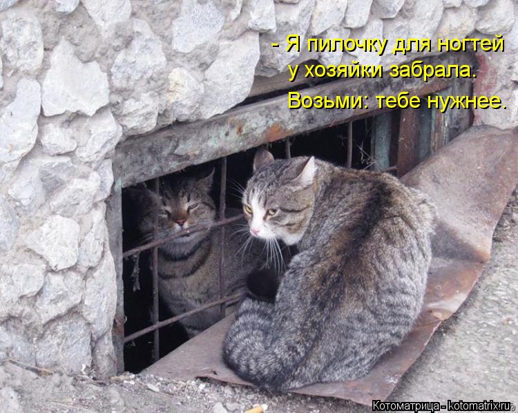 - Я пилочку для ногтей у хозяйки забрала. Возьми: тебе нужнее.... Котоматрица: - Я пилочку для ногтей у хозяйки забрала. Возьми: тебе нужнее.