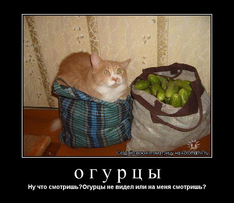 огурцы Ну что смотришь?Огурцы не видел или на меня смотришь?... Котоматрица: огурцы Ну что смотришь?Огурцы не видел или на меня смотришь?