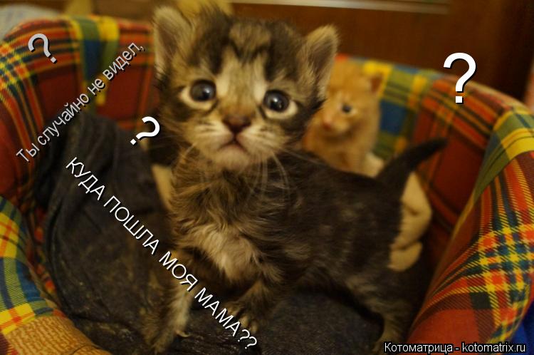 Ты случайно не видел, КУДА ПОШЛА МОЯ МАМА?? ? ? ?... Котоматрица: Ты случайно не видел, КУДА ПОШЛА МОЯ МАМА?? ? ? ?
