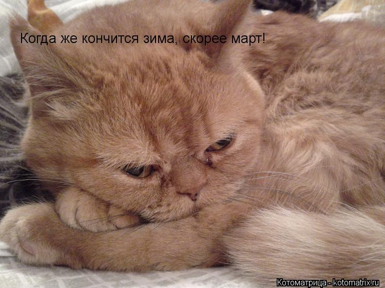 Котоматрица: Когда же кончится зима, скорее март!