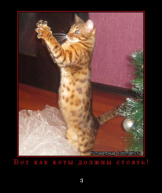 Котоматрица: Вот как коты должны стоять! :)